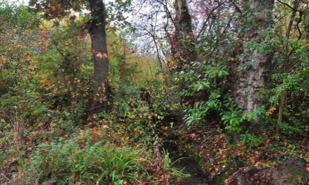 Petition : Sauvons la forêt du collège