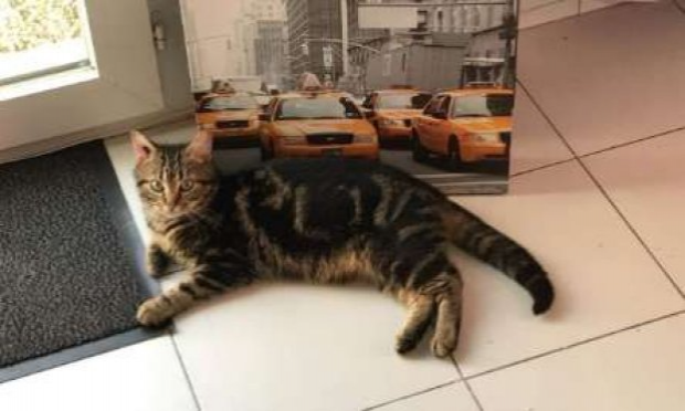 Petition : S.O.S CHATS DANS DES CLAPIERS