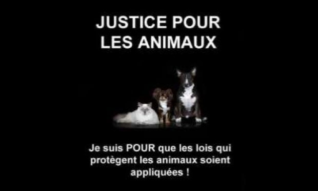 Petition : Justice pour SULLY assassiné à coups de tournevis par son maître en pleine rue d' Aubervilliers le 13 juin 2020
