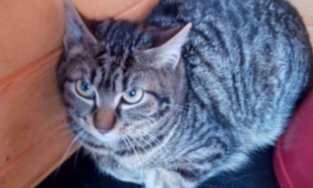 Petition : S.O.S CHATS DANS DES CLAPIERS