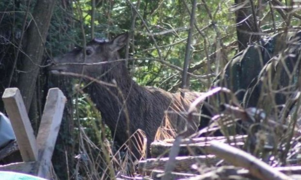 Petition : Pour l'abolition de la chasse à courre