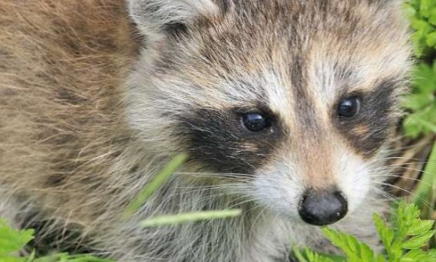 Petition : STOP au massacre des ratons laveurs dans l'Aisne et ailleurs, OUI à la stérilisation !