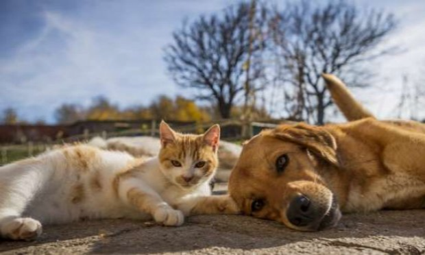 Petition : Pitié pour les chats !
