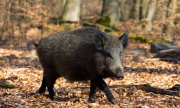 Petition : Justice pour Hercule !