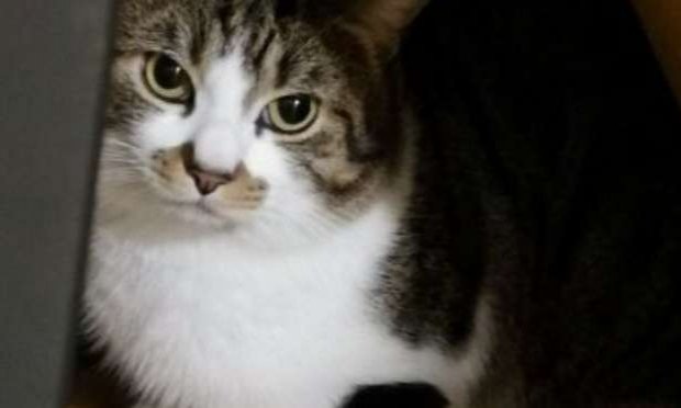 Petition : S.O.S CHATS DANS DES CLAPIERS
