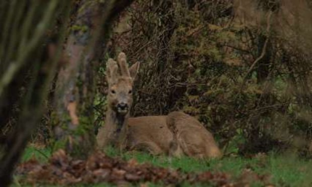 Petition : NON A LA DESTRUCTION DE LA FORET DE PLAPPEVILLE !
