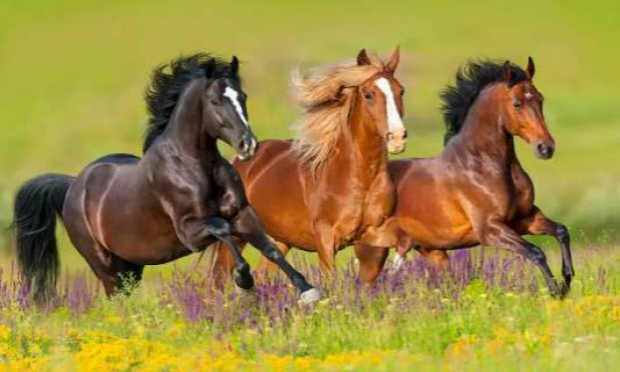 Petition : Pour que le cheval obtienne le statut d'animal de compagnie et par conséquent ne soit plus destiné aux abattoirs.