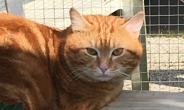 Petition : S.O.S CHATS DANS DES CLAPIERS