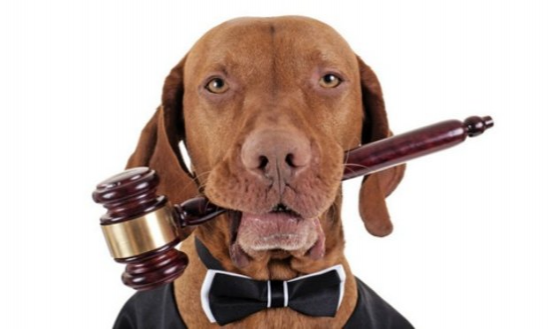 Petition : Justice exemplaire et enquête pour le chien retrouvé mort dans une poubelle à Barbaste ( Lot et Garonne )
