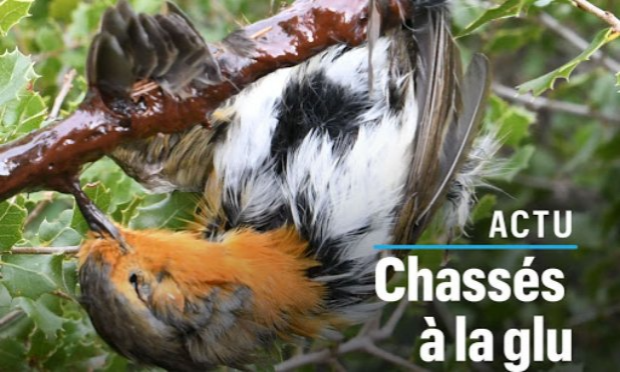 Petition : En marche vers une évolution radicale des droits des animaux en France