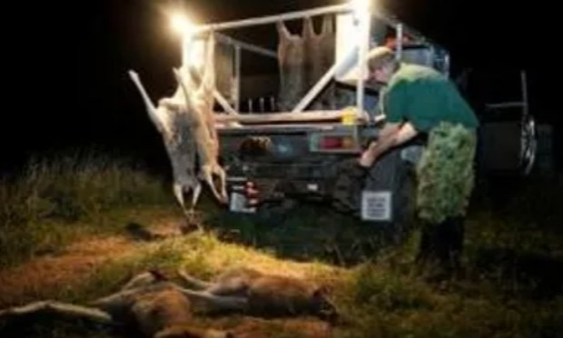 Petition : Interdire la vente des parties du corps de kangourous en France (viande + cuir chaussures Nike, Adidas...)