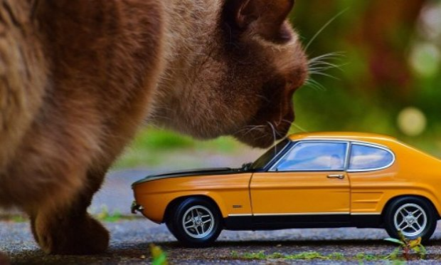 Petition : Il faut sauver les chats de la RD 140 !