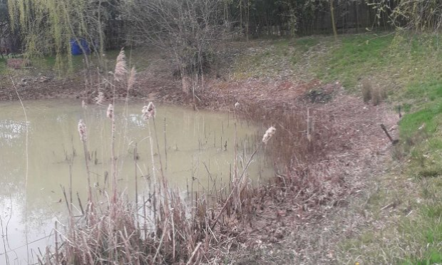 Petition : Sauvons les grenouilles de GRIGNOLS (24110)