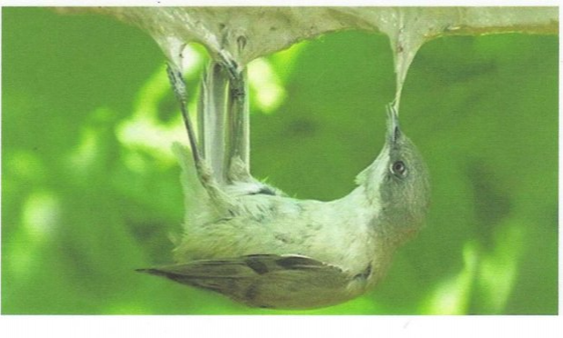 Petition : Stop à la barbarie ! Pour l'interdiction de tous les pièges à la glu quelles que soient les espèces concernées !