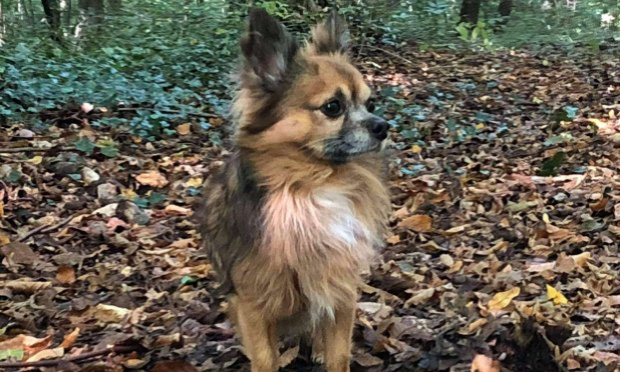 Petition : Interdiction de laisser divaguer les chiens sur le territoire de la commune et port de la muselière pour les molosses