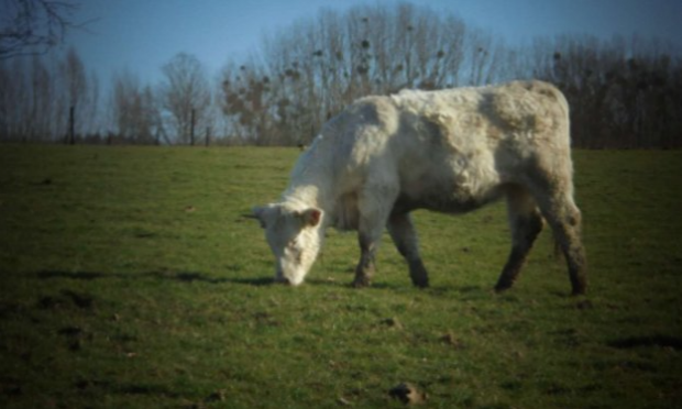 Petition : Une ferme de 400 vaches ne peut être protectrice de l'environnement !