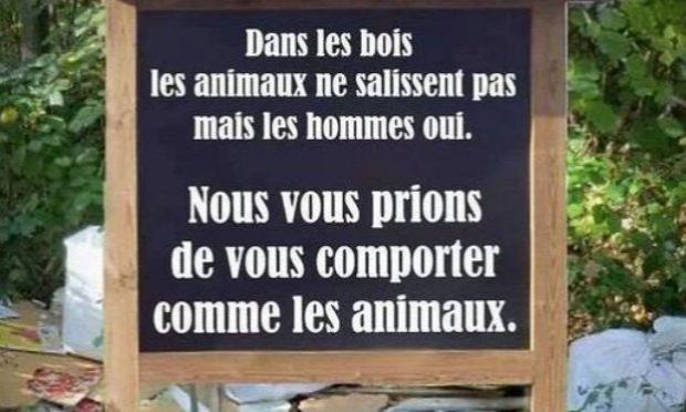 Petition : Enquêter sur la disparition des chats errants de la ville, et le gazage des pigeons.