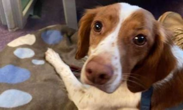 Petition : S.O.S POUR JOY CONFIEE POUR ADOPTION ET DISPARUE - OU EST JOY ??? IL FAUT LA RETROUVER