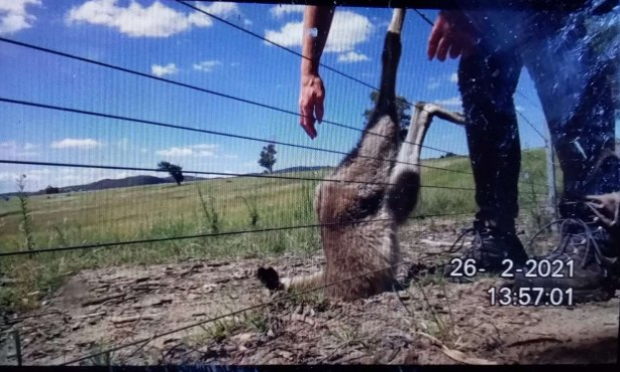 Petition : Interdire la vente des parties du corps de kangourous en France (viande + cuir chaussures Nike, Adidas...)