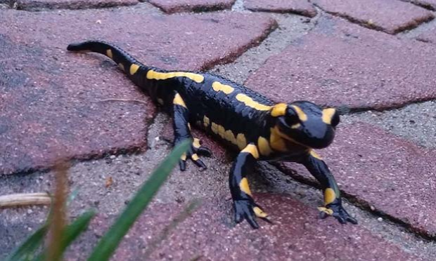 Petition : Halte au massacre des Salamandres !