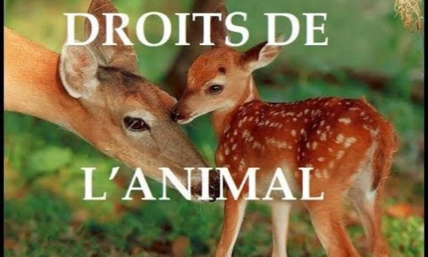 Petition : Création d'un ministère des droits des animaux en France