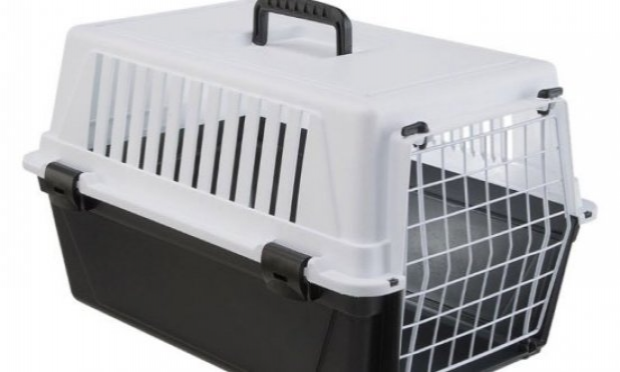 Petition : Pitié pour les chats !