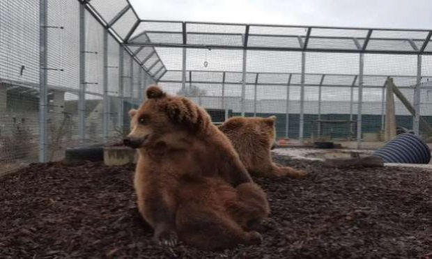 Petition : En marche vers une évolution radicale des droits des animaux en France