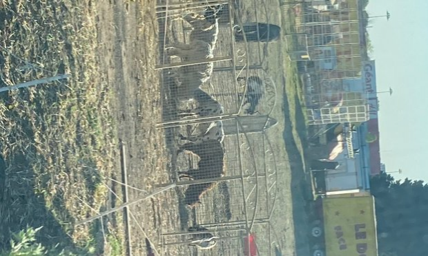 Petition : Non au cirque/zoo à Nîmes ville active-zone géant