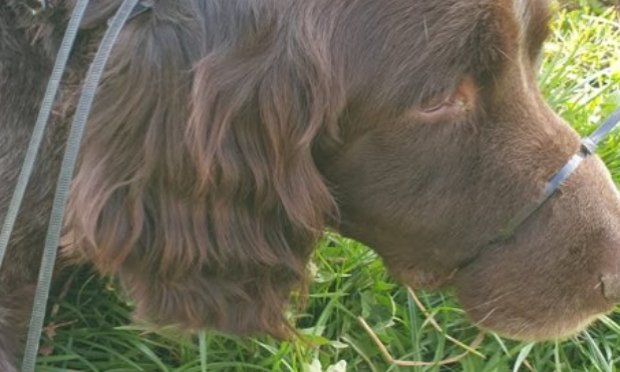 Petition : Chien abandonné entravé