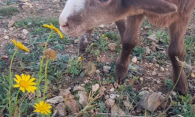 Petition : Pour Nos Animaux
