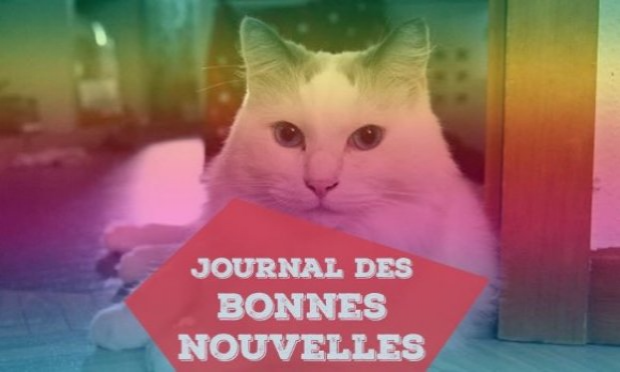 Petition : Pitié pour les chats !