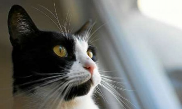 Petition : Justice exemplaire pour Philippine, chatte enterrée vivante après avoir reçu des coups de pelle à Vannes .