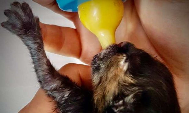 Petition : Pitié pour les chats !