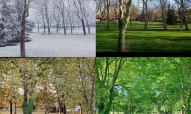 Petition : Urgence, ensemble sauvons les arbres et le parc du 