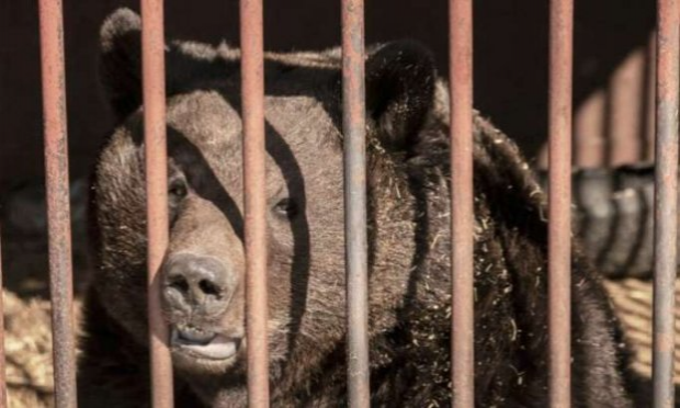 Petition : Justice suite à la mort de L'ours Mischa et retrait immédiat des ours 