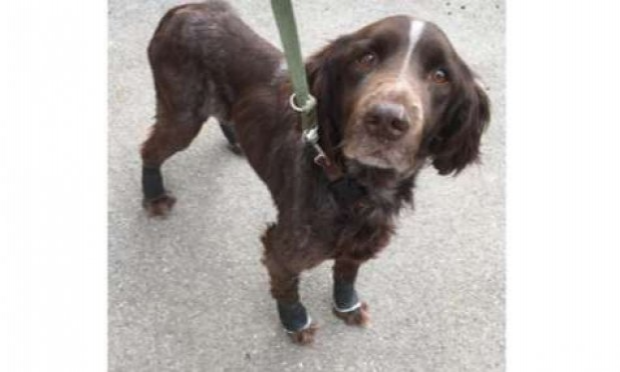 Petition : Chien abandonné entravé