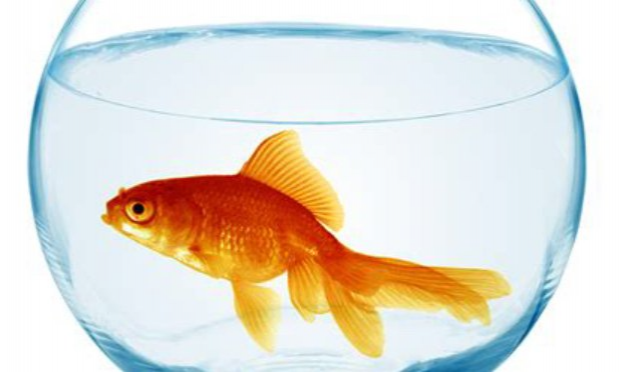 Petition : Stop à la maltraitance des poissons banalisée !