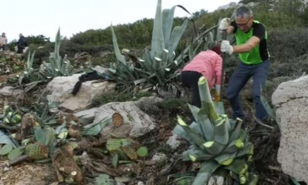 Petition : Stop au massacre, arrachage intempestif des Cactées dans les calanques de Marseille, absurdité économique et eugénisme écologique contre des plantes utiles et présentes depuis 50 ans