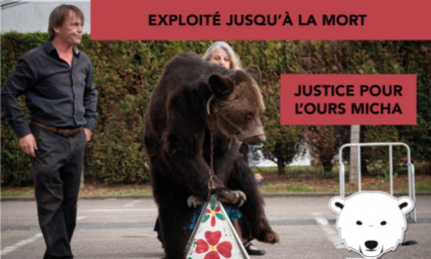 Petition : Justice suite à la mort de L'ours Mischa et retrait immédiat des ours 
