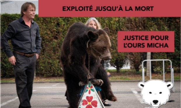 Petition : Justice suite à la mort de L'ours Mischa et retrait immédiat des ours 