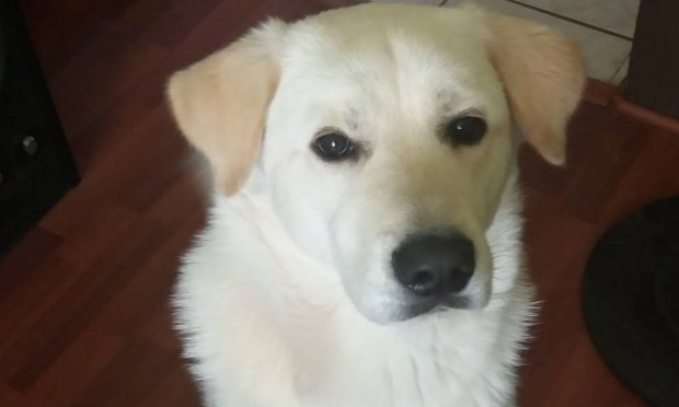 Petition : Service d'urgences vétérinaires : Pour le bien-être de nos animaux de compagnie, membres à part entière de notre famille.