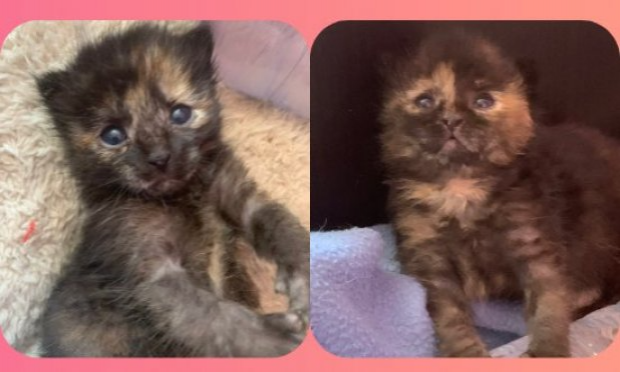 Petition : Pitié pour les chats !
