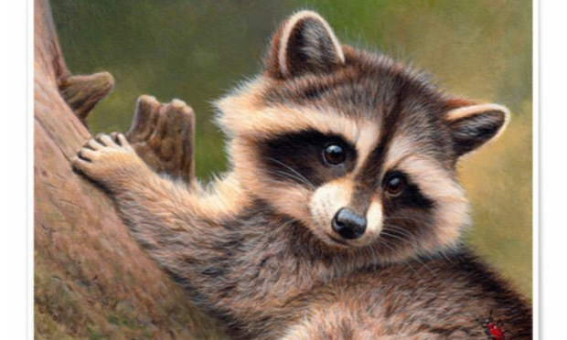 Petition : STOP au massacre des ratons laveurs dans l'Aisne et ailleurs, OUI à la stérilisation !