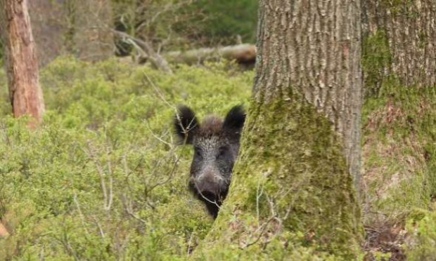 Petition : STOP à la chasse en enclos ou safaris de campagne en France !