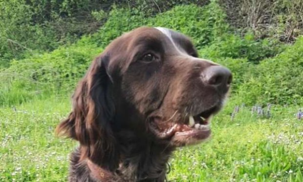 Petition : Chien abandonné entravé