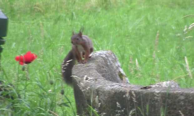 Petition : Non à la disparition de la guinguette de l’étang de Trivaux dans la forêt de Meudon