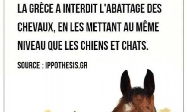 Petition : Pour que le cheval obtienne le statut d'animal de compagnie et par conséquent ne soit plus destiné aux abattoirs.