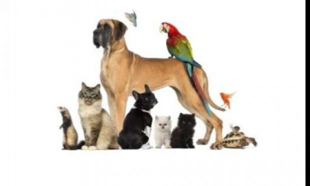 Petition : Pour changer le STATUT DES ANIMAUX comme être-vivant !
