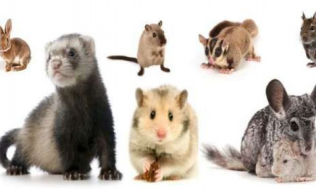 Petition : INTERDIRE LA VENTE D’ANIMAUX CHEZ NOA ANIMALERIE
