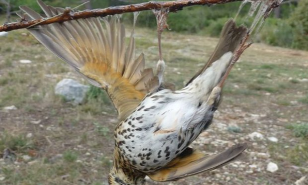 Petition : En marche vers une évolution radicale des droits des animaux en France